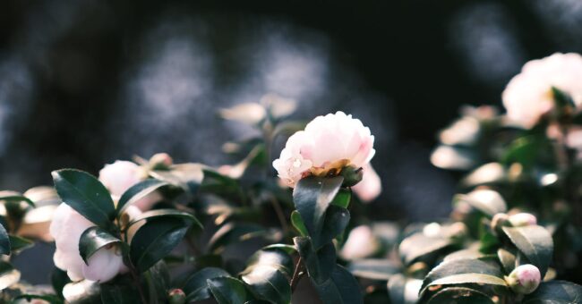 pexels photo 14363691