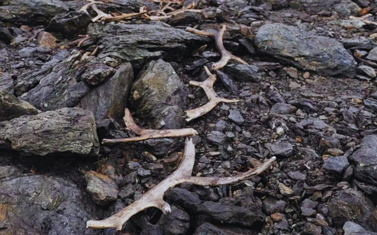 Dans les montagnes norvégiennes, une chasse aux rennes oubliée émerge des glaces après plus de 1500 ans