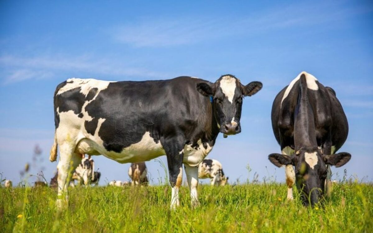 La métamorphose des fermes laitières : vers un avenir où les vaches retrouvent leur liberté