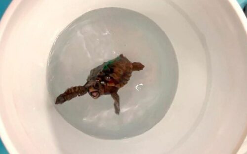 La surprenante navigation des bébés tortues vers des horizons inconnus révélée par des chercheurs audacieux