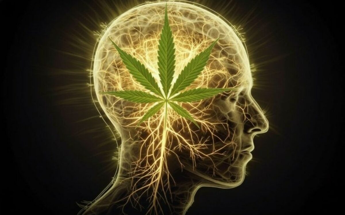 La vérité fascinante sur les transformations cérébrales des usagers de cannabis et tabac révèle d'importants enjeux