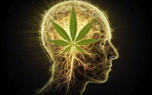 La vérité fascinante sur les transformations cérébrales des usagers de cannabis et tabac révèle d'importants enjeux