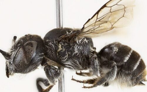 Le mystère captivant d'une abeille aux cornes diaboliques révélant la richesse cachée de la biodiversité australienne