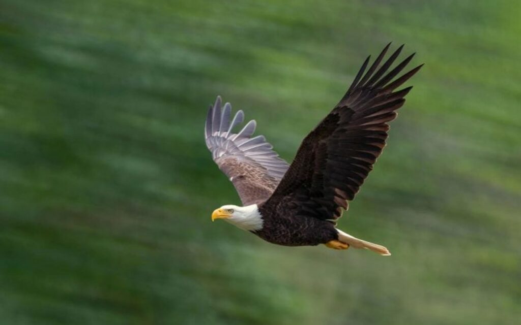 Le mystère des aigles à tête blanche d’arizona : un voyage inattendu vers le nord