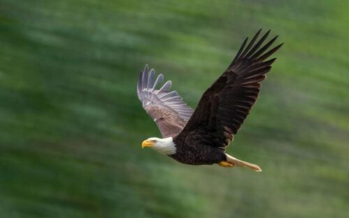 Le mystère des aigles à tête blanche d'arizona : un voyage inattendu vers le nord