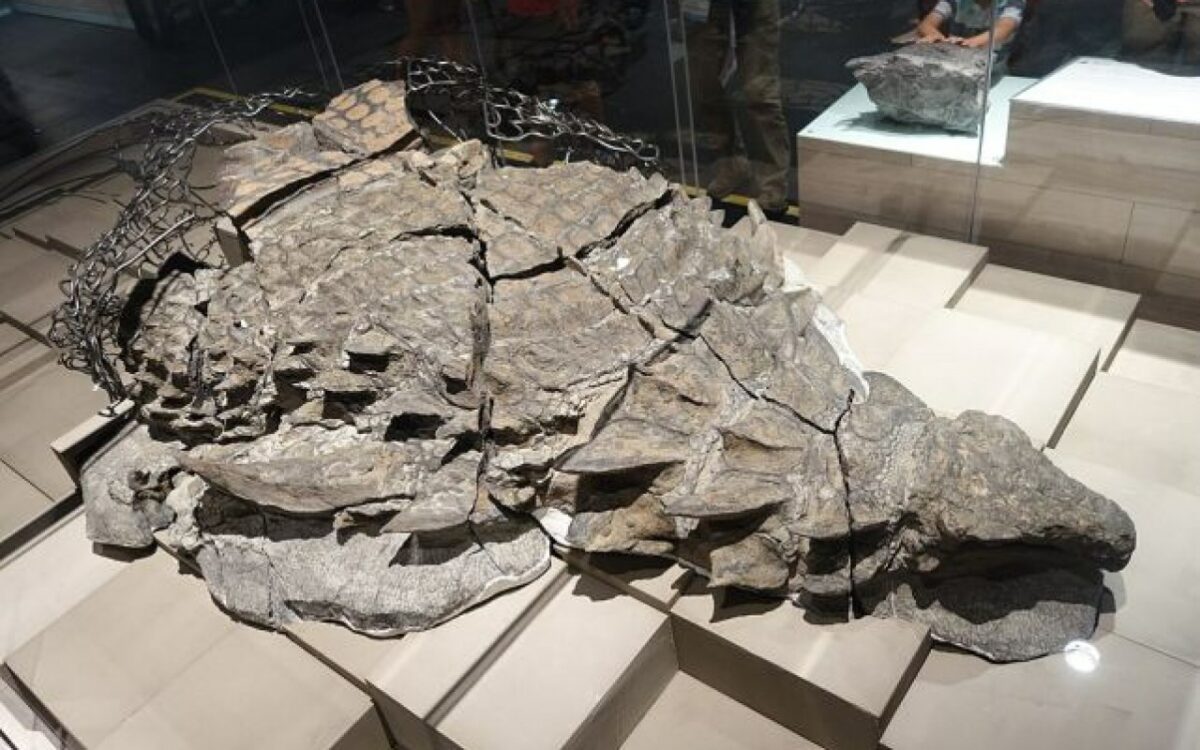 Le mystère d'un dinosaure aux épines osseuses et à la queue meurtrière qui défie le temps