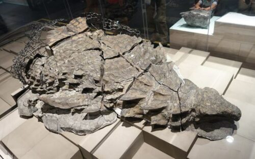 Le mystère d'un dinosaure aux épines osseuses et à la queue meurtrière qui défie le temps