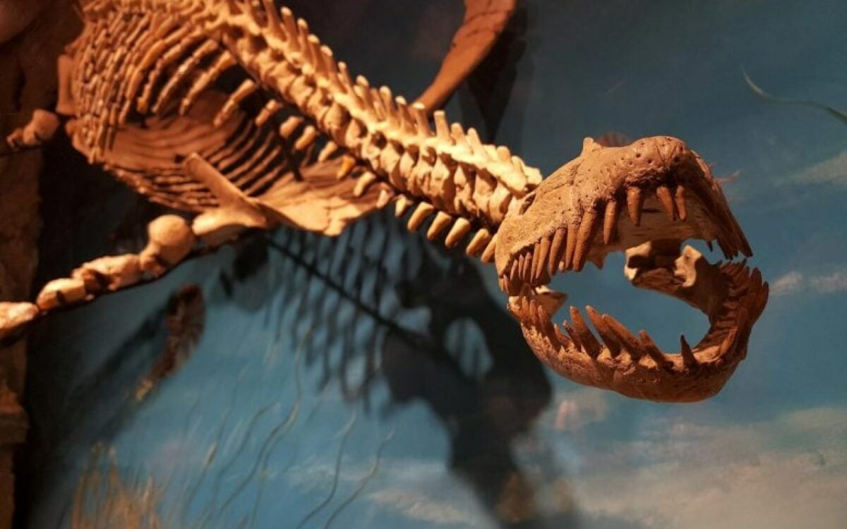 Le mystère d'un écosystème préhistorique révélé par des reptiles marins géants et leur complexité alimentaire