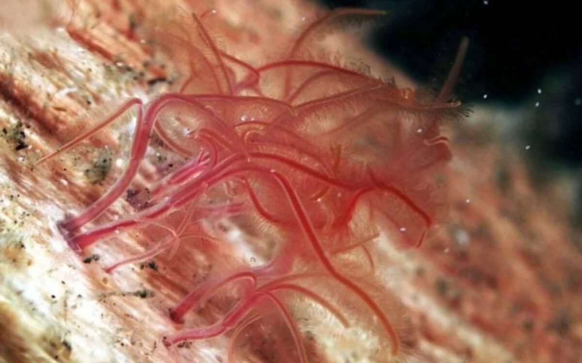 Le mystère inquiétant d'une espèce disparue des profondeurs marines et ses conséquences sur l'écosystème