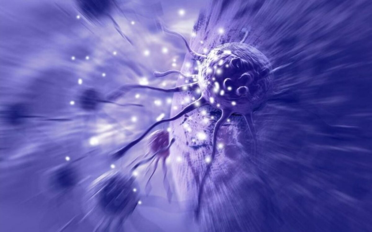 Le secret des souris âgées qui défient le cancer et les mystères de leur protection inattendue