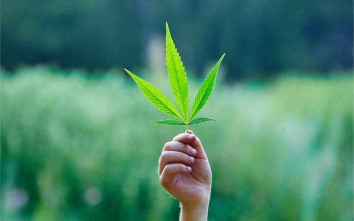 Les secrets d'un langage partagé pour comprendre les arômes du cannabis et leur impact sur les consommateurs