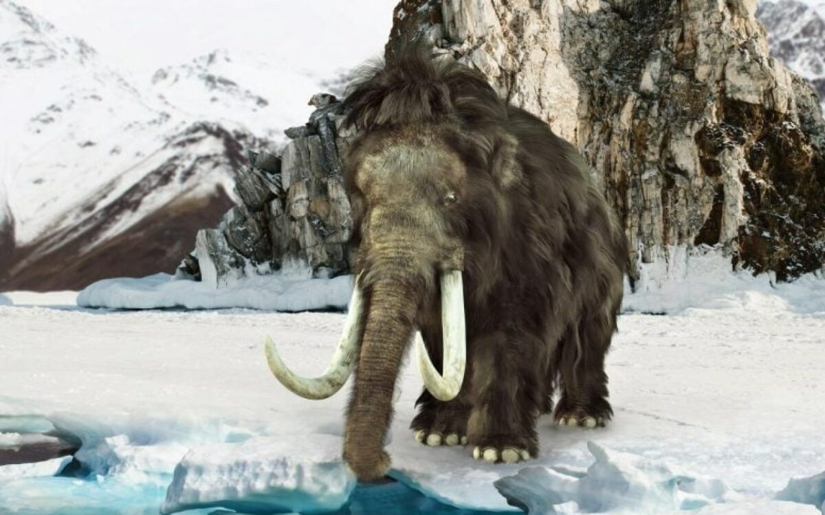 L'étonnant secret des mammouths : des molécules d'adn anciennes révélées par le gel éternel