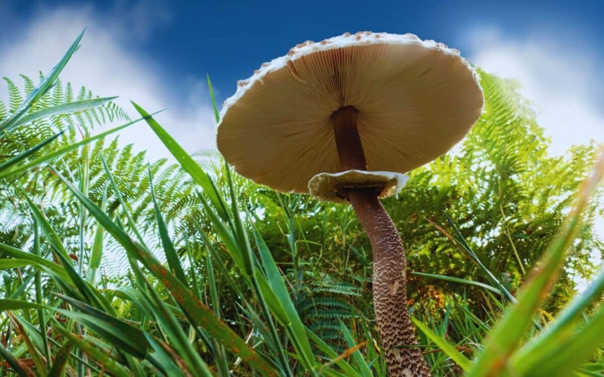 L'étrange secret d'un champignon vieux de 8 000 ans caché sous les forêts de l'oregon