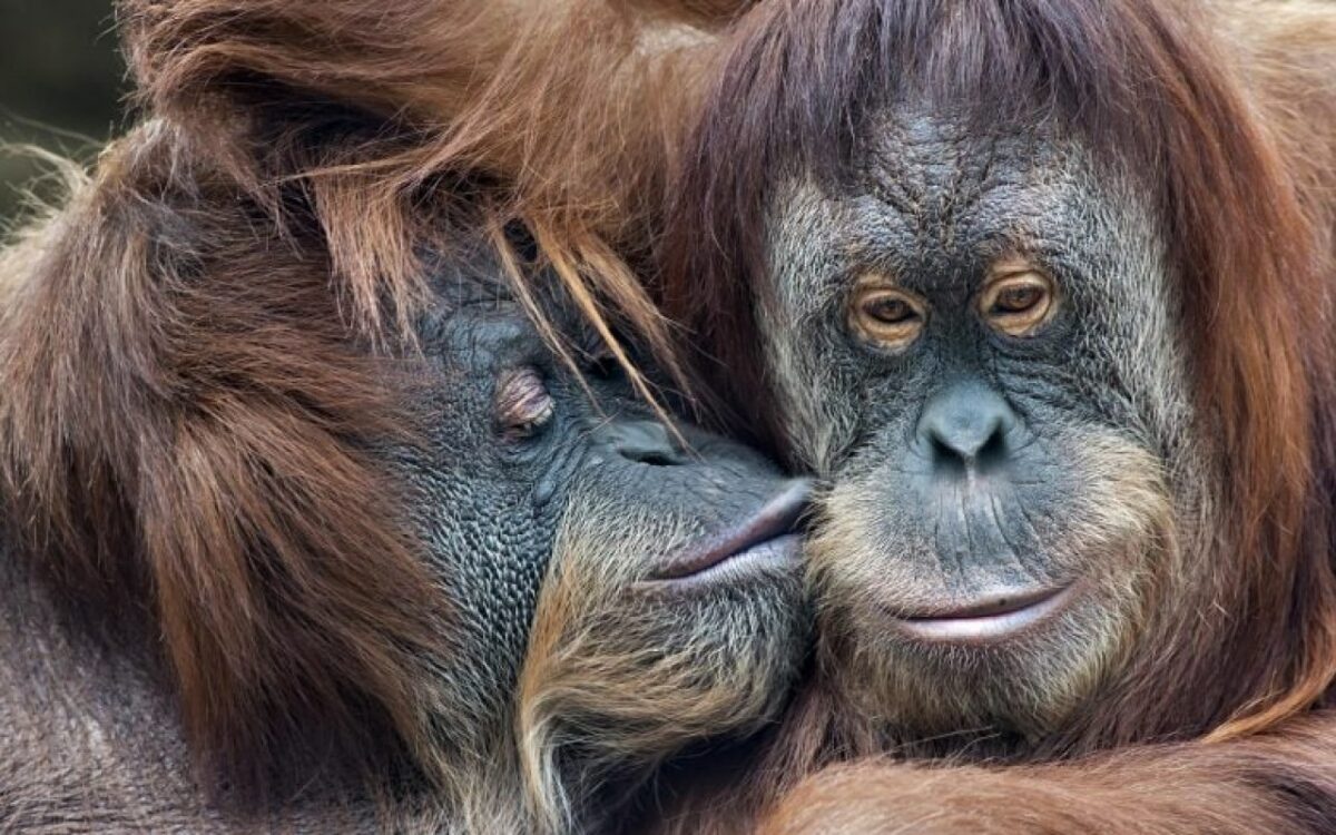 L'évolution fascinante du baiser à travers les espèces et les âges de l'humanité