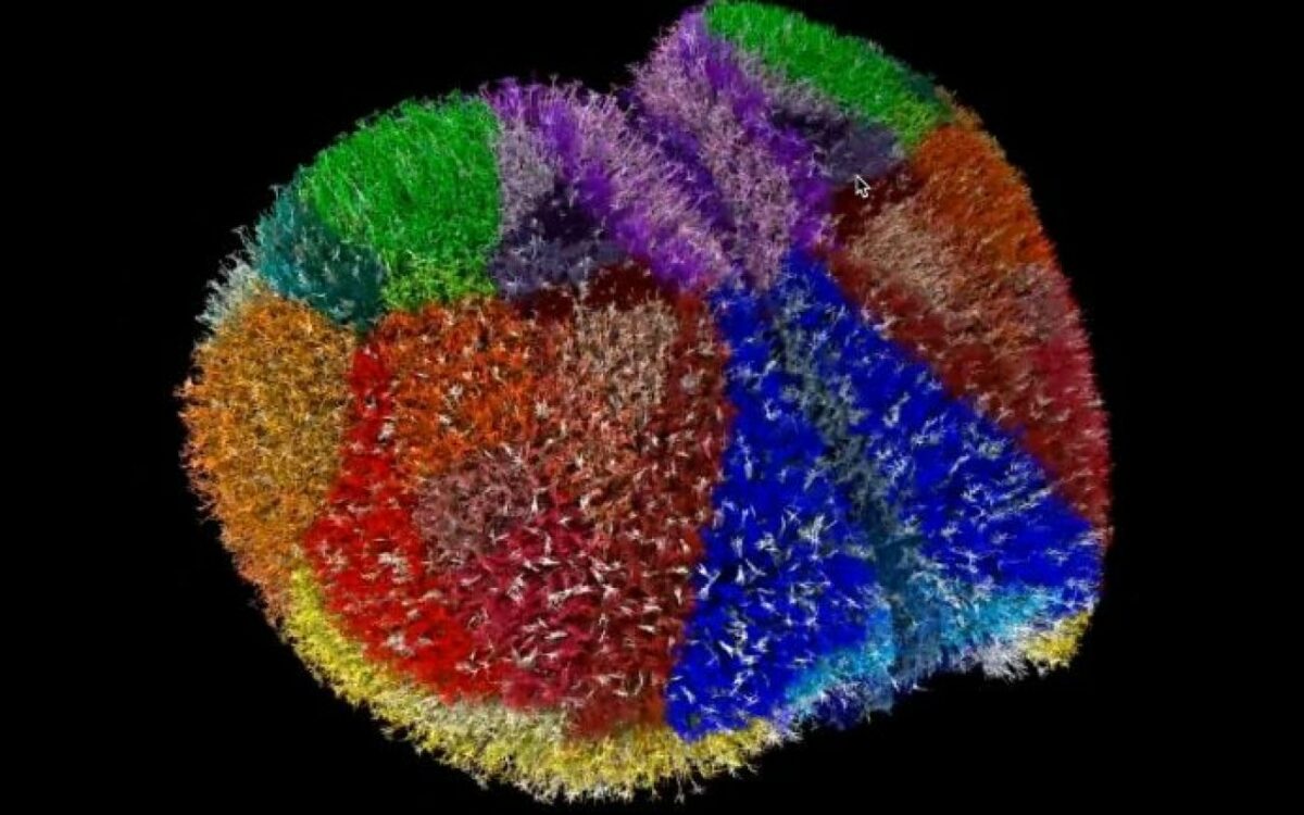 L'évolution fascinante d'un modèle virtuel de cortex de souris qui bouleverse les recherches en neurologie