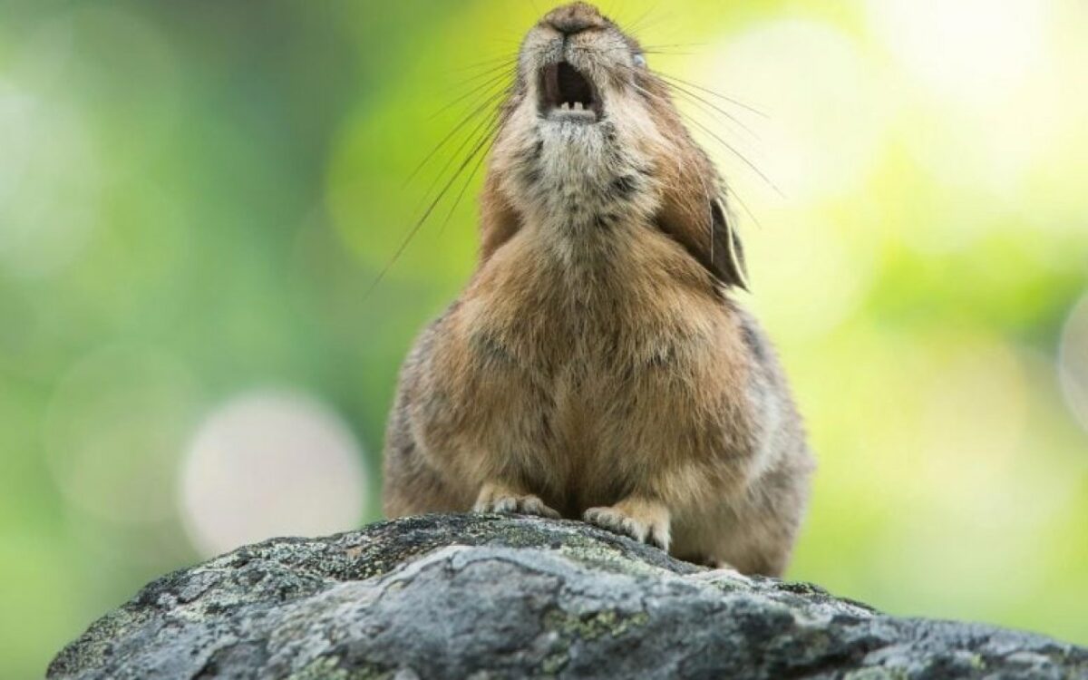 L'évolution inquiétante des pikas américains face à un avenir incertain dans les rocheuses