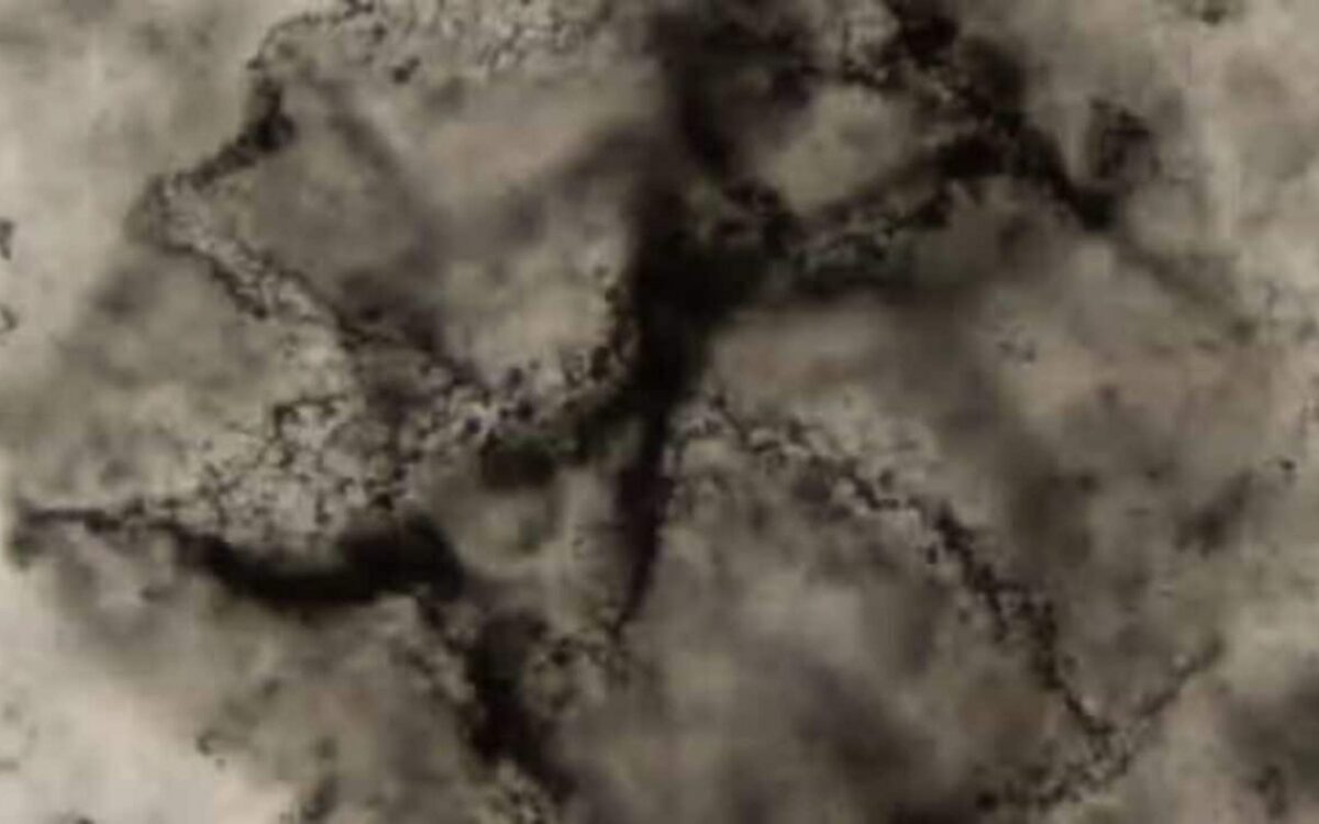 L'évolution surprenante des premières traces de vie sur terre et le secret de la photosynthèse ancienne