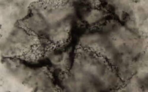 L'évolution surprenante des premières traces de vie sur terre et le secret de la photosynthèse ancienne