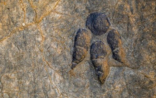 Un ancien dinosaure au bec de canard refait surface après plus d'un siècle de mystère et d'oubli