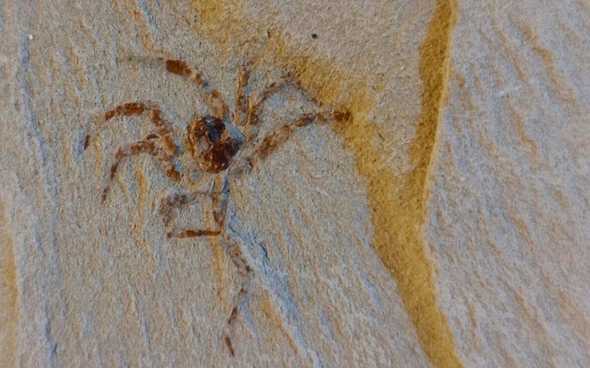 Un fossile de araignée si parfait qu'il semble tout juste sorti de la période jurassique