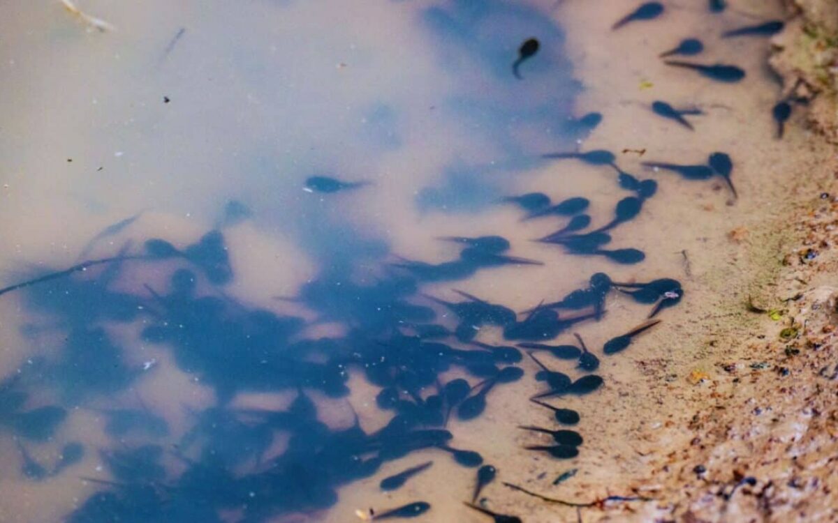 Un mystérieux fossile de têtard vieux de 160 millions d'années révèle une évolution fascinante de la vie sur terre