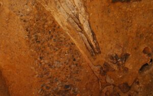 2 fossiles du Queensland, 1 lignée de marsupiaux inconnue, 30 millions d’années, une branche perdue d’Australie inattendu